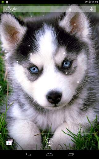 Husky Live Wallpaper screenshot 5