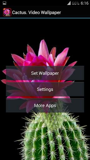 Cactus. Video Wallpaper screenshot 6
