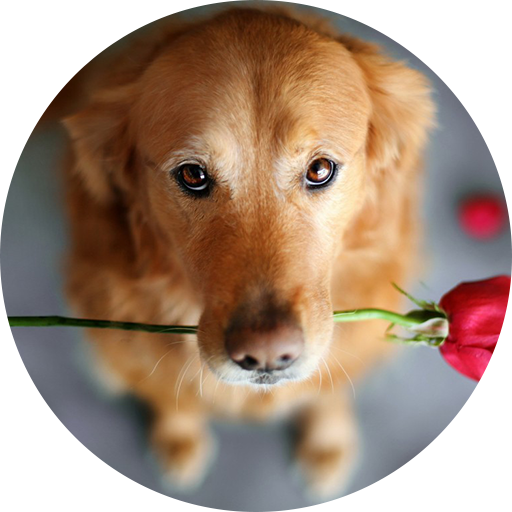 Sound Dogs Love icon