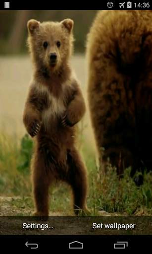 Cute Bear Video Live Wallpaper screenshot 1