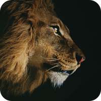 AppLock Theme Lion icon