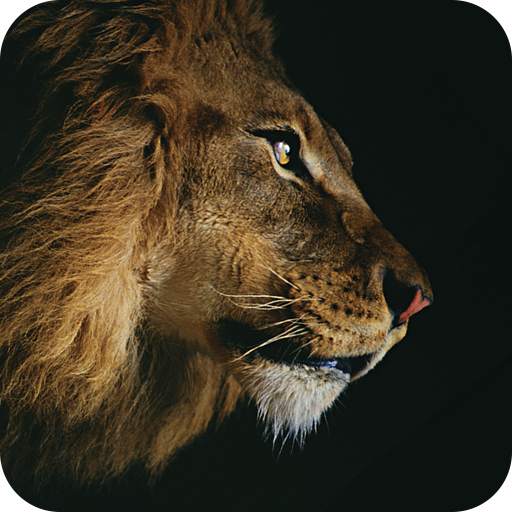 AppLock Theme Lion 1.0.1