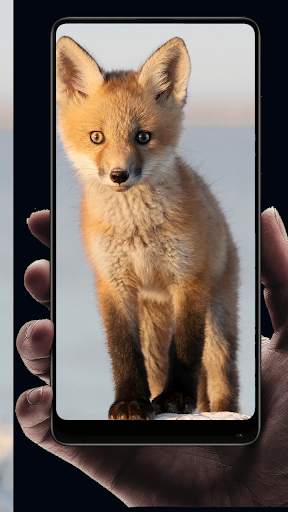 Fox Wallpaper HD screenshot 13