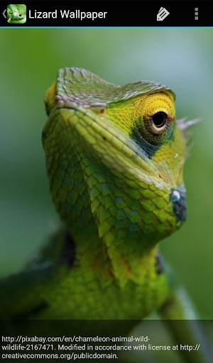 Lizard Wallpaper screenshot 6