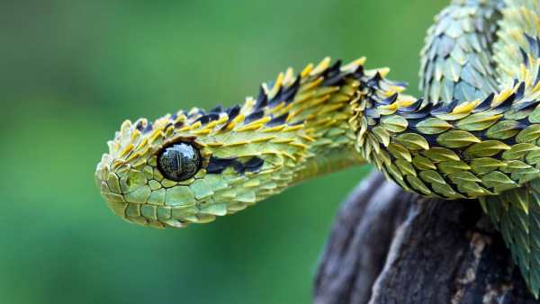 Snake Live Wallpaper : backgrounds hd स्क्रीनशॉट 10
