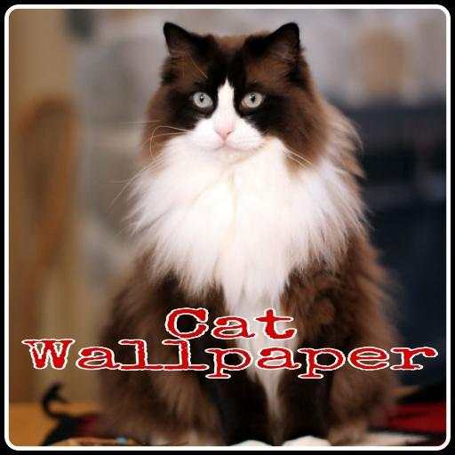 Kucing anggora wallpaper 1.0