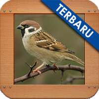 Burung Gereja Ngekek Gacor