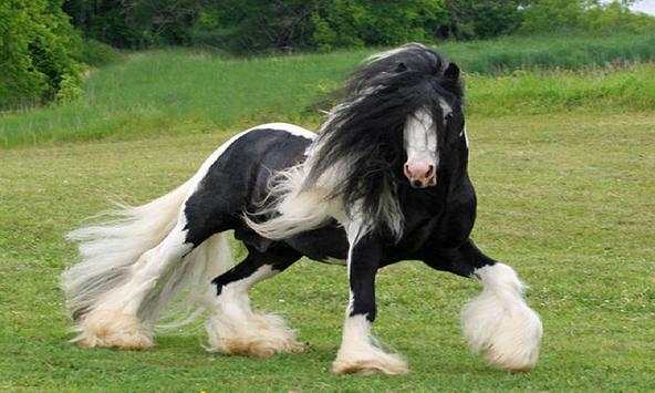 Horse wallpapers screenshot 2