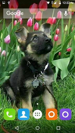 German Shepherd Dog Wallpaper screenshot 3