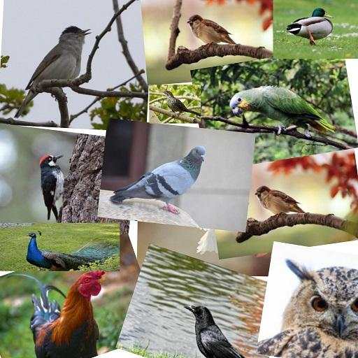 Birds Voice - sound of birds 1.0.1