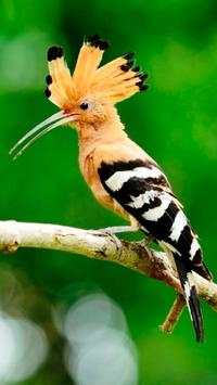The Hoopoe Bird Wallpapers HD screenshot 2