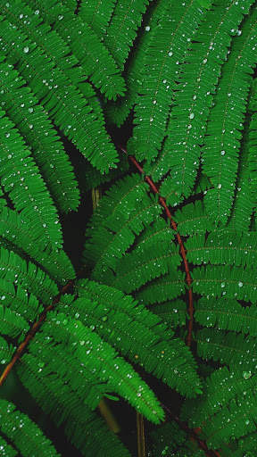 Leaf Full HD Wallpaper screenshot 3