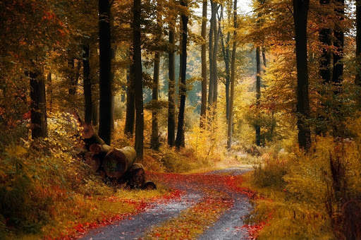 Autumn Live Wallpaper (backgrounds & themes) screenshot 12