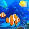 Aquarium Clown Fish Live Wallpaper 2019 2.2.0.2510