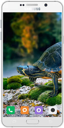 Turtle Wallpaper HD screenshot 15