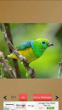 1000  Birds Wallpapers screenshot 11