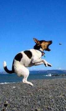 300.Free Funny Dog Pictures HD screenshot 6