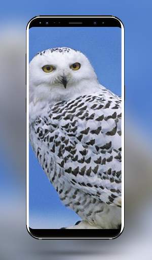 Owl Bird Wallpaper - 4k & Full HD Wallpapers screenshot 3