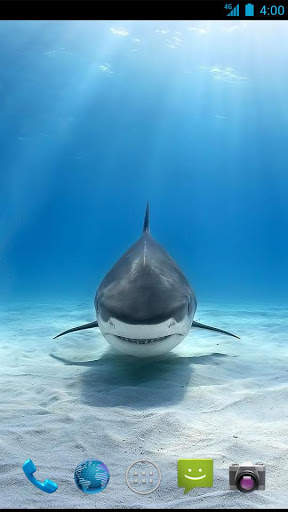 Shark Wallpapers screenshot 4