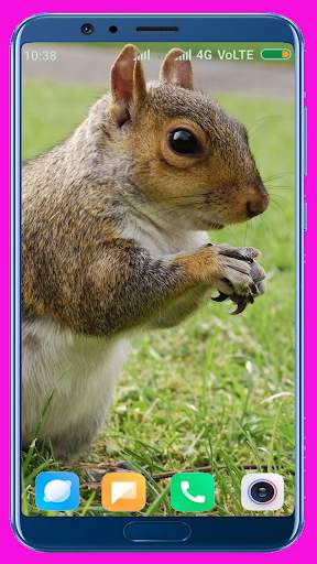Squirrel Wallpaper screenshot 12
