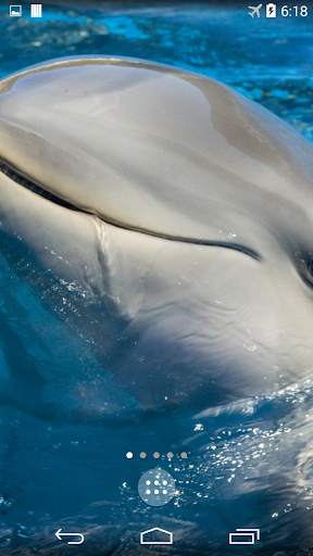 Dolphins 4K Live Wallpaper screenshot 3