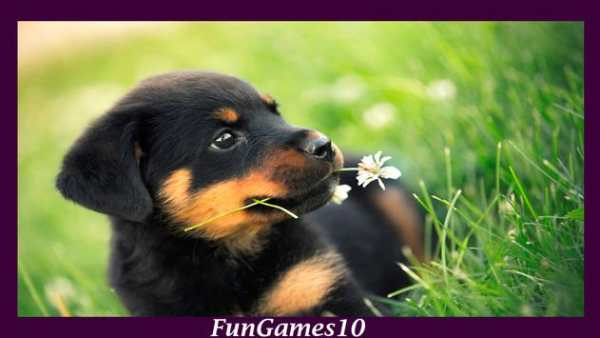 Rottweiler Dog Wallpaper screenshot 3