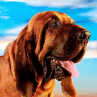 Fila Brasileiro Simulator logo