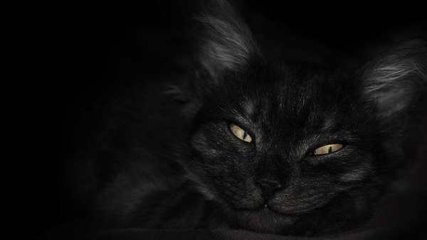 Black Wallpaper HD - 4k screenshot 1