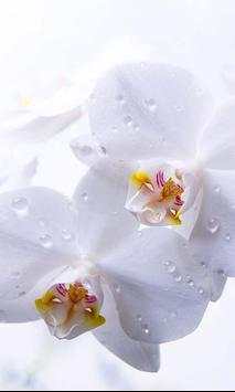 Orchide Glamour live wallpaper screenshot 3