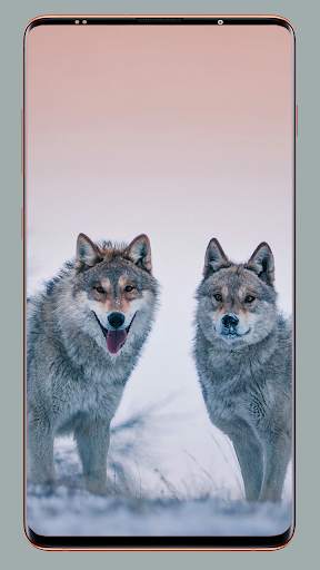 Wolf Wallpaper HD screenshot 14