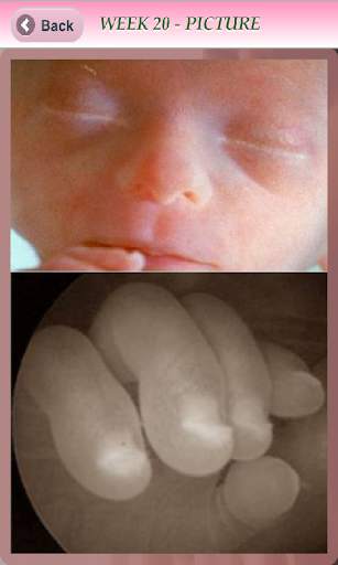 Pregnancy Info - Free screenshot 1