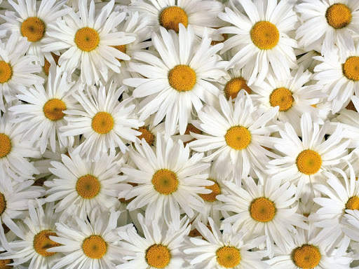 Daisy Wallpapers 3 تصوير الشاشة