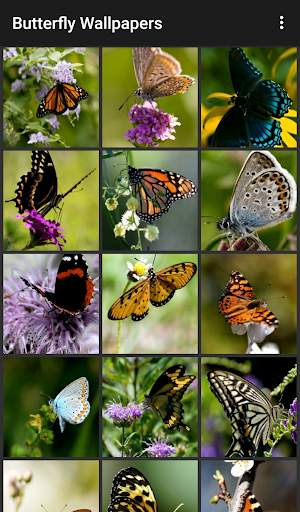 Butterfly Wallpapers screenshot 1