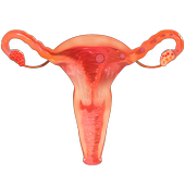 VR Female Reproductive System icon