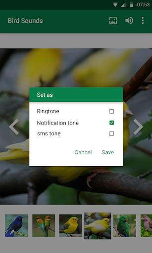 Bird Sounds screenshot 2