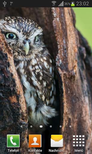 Owls Live Wallpaper screenshot 2