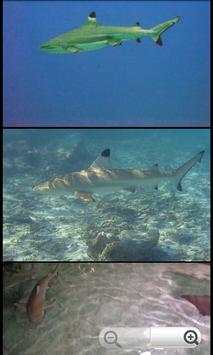 Shark Species: Types of Shark screenshot 3