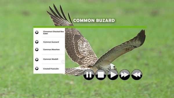 African Birds Call screenshot 1