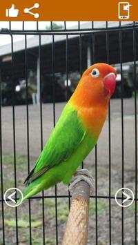Burung hidup wallpaper screenshot 5