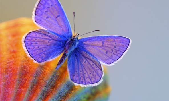 Butterfly 3d Wallpapers screenshot 3