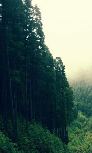 HD Forest Live Wallpaper screenshot 12