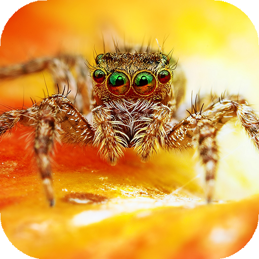 Spider Wallpapers HD &amp; 4k Backgrounds icon