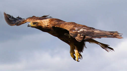 🦅 Eagle Wallpapers – Bird Wallpaper screenshot 11