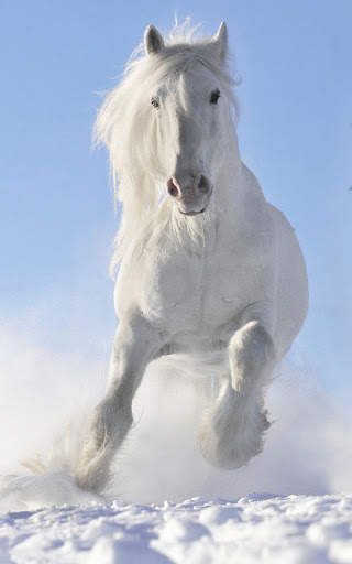 Horse Wallpapers | hd backgrounds screenshot 8