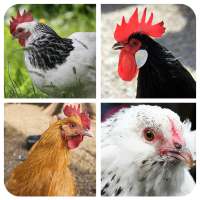 Hen matching game logo