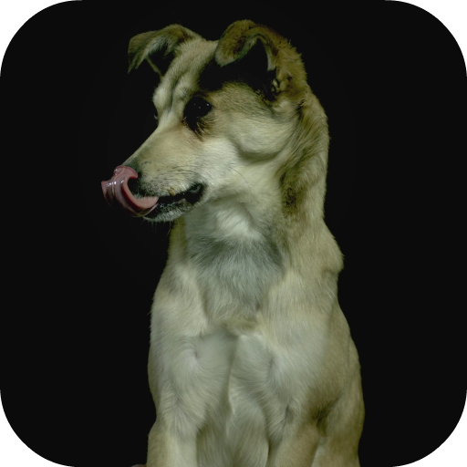 Dogs In Slow Motion Video icon