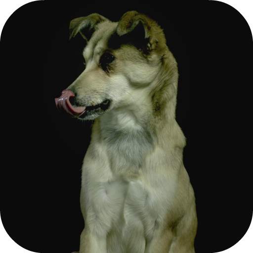 Dogs In Slow Motion Video 3.0