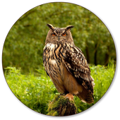 Owl Wallpapers icon