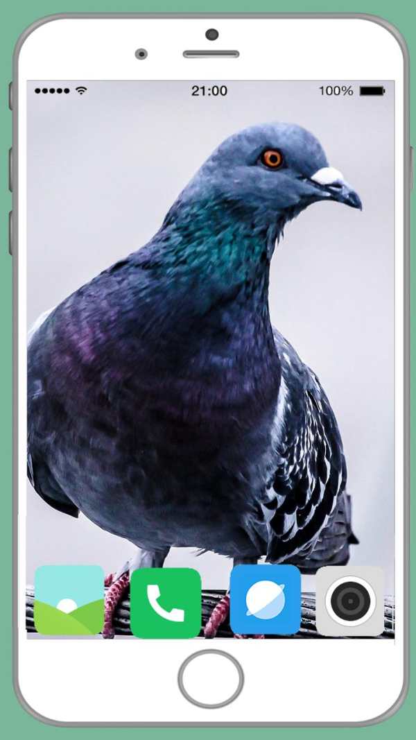Pigeon Full HD Wallpaper screenshot 4