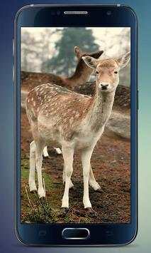 Herd of Deer Live Wallpaper screenshot 3